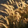 Pennisetum Orientale